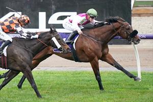 Delicious Tycoon, Flemington, July 2023 Delicious Tycoon, Flemington, July 2023